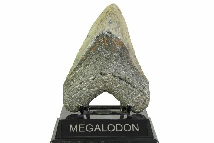 Fossil Megalodon Tooth - North Carolina #356699